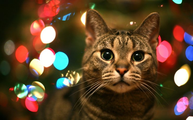 安卓手机宠物 猫 喵星人高清壁纸