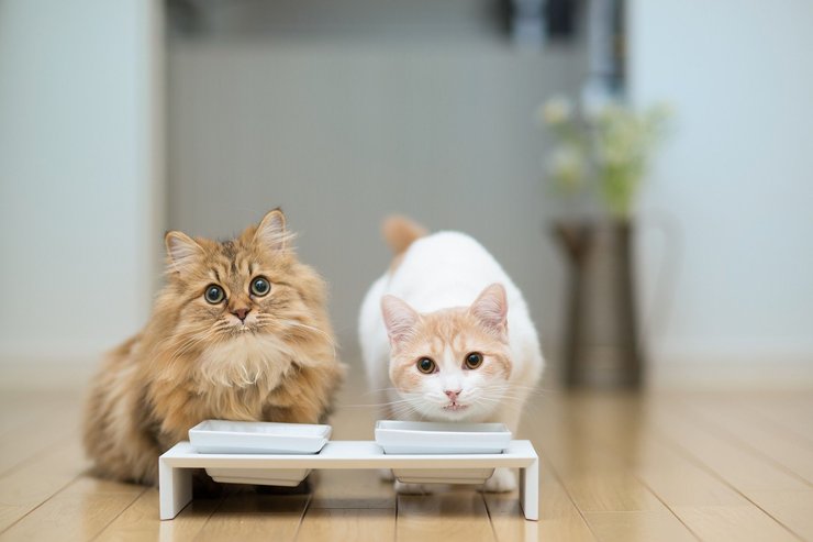 安卓手机宠物 猫 喵星人高清壁纸