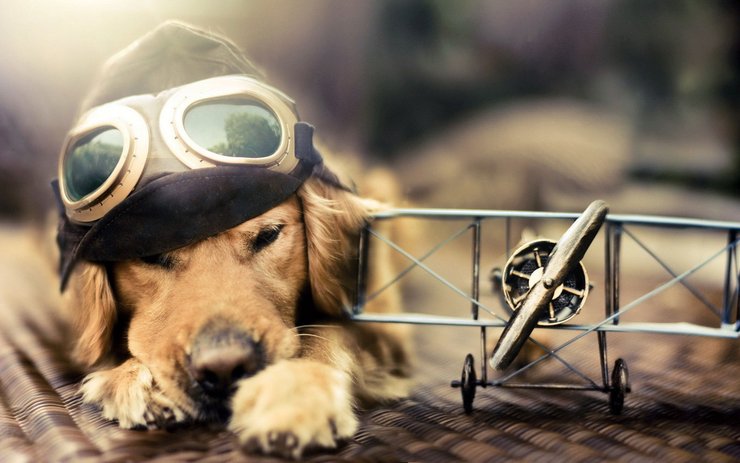 安卓手机宠物 狗 汪星人 金毛犬高清壁纸