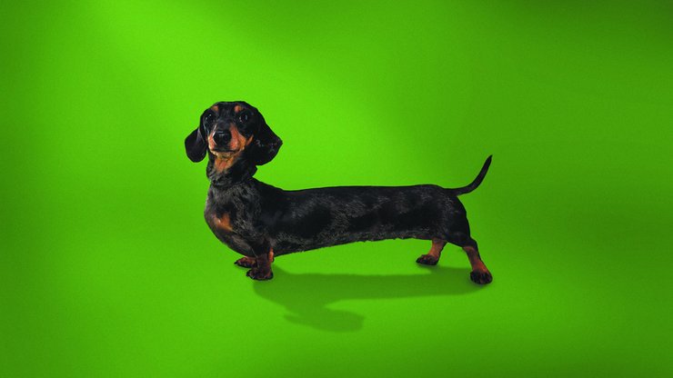 安卓手机宠物 狗 汪星人 腊肠犬高清壁纸