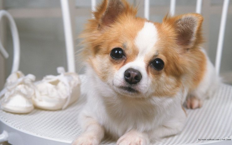 安卓手机宠物 狗 汪星人 蝴蝶犬高清壁纸