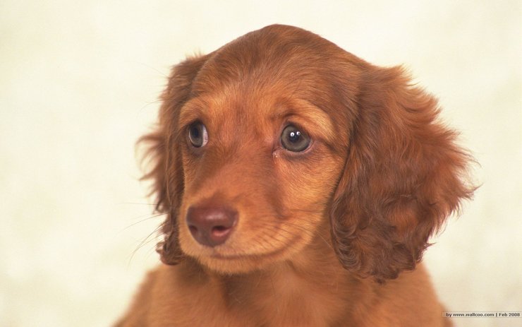 安卓手机宠物 狗 汪星人 腊肠犬高清壁纸