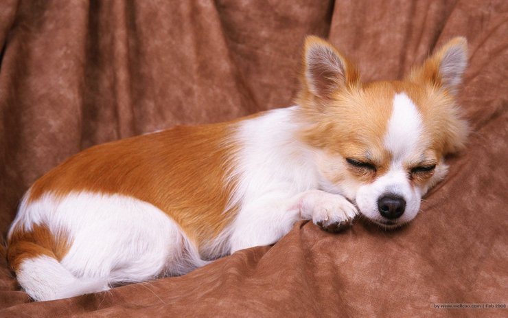 安卓手机宠物 狗 汪星人 蝴蝶犬高清壁纸
