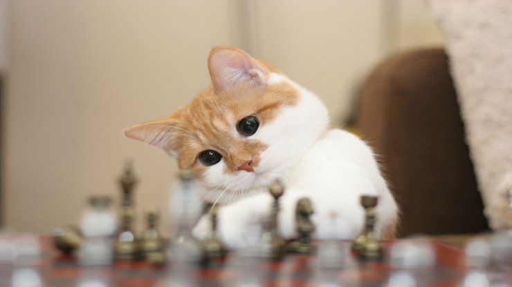 安卓手机宠物 猫 喵星人高清壁纸
