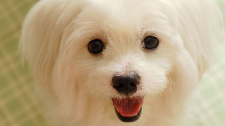 安卓手机宠物 狗 汪星人高清壁纸