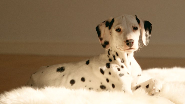 安卓手机宠物 狗 汪星人 斑点犬高清壁纸