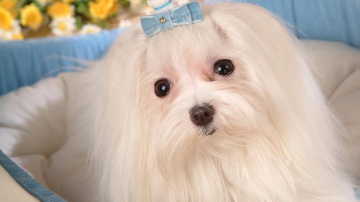 安卓手机宠物 狗 汪星人 马尔济斯犬高清壁纸