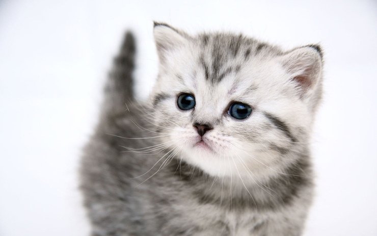 安卓手机宠物 猫 喵星人高清壁纸