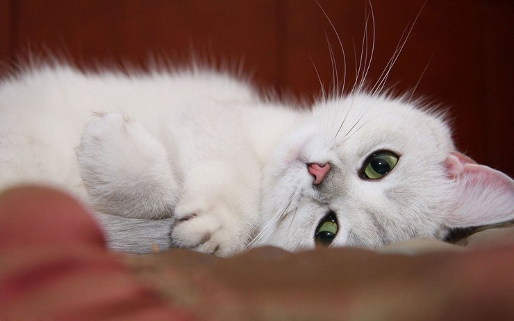 安卓手机宠物 猫 喵星人 波米拉猫高清壁纸