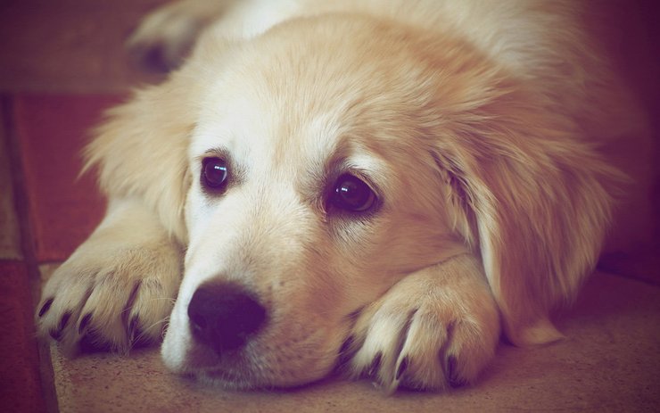 安卓手机宠物 狗 汪星人 金毛犬高清壁纸