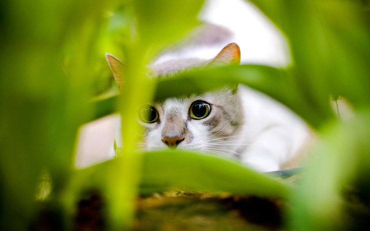 安卓手机宠物 猫 喵星人高清壁纸