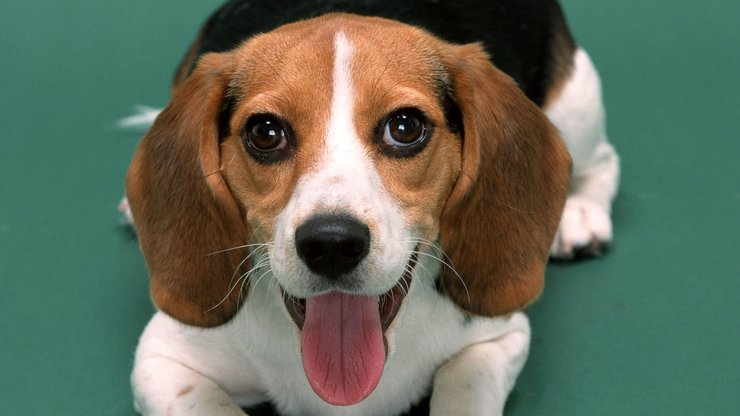 安卓手机宠物 狗 汪星人高清壁纸