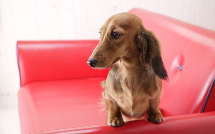 安卓手机宠物 狗 汪星人 腊肠犬高清壁纸