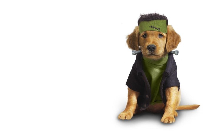 安卓手机宠物 狗 汪星人 金毛犬高清壁纸