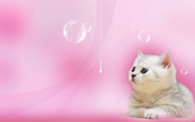 安卓手机宠物 猫 喵星人高清壁纸