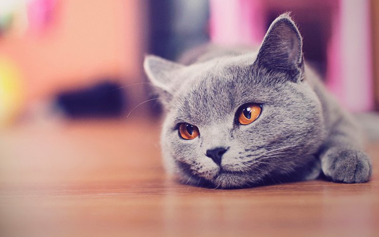 壁纸 动物 猫 猫咪 小猫 桌面 740_463