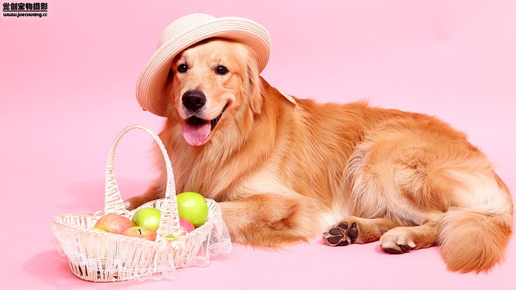 安卓手机宠物 狗 汪星人 金毛犬高清壁纸