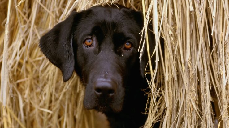 安卓手机宠物 狗 汪星人 拉不拉多犬高清壁纸