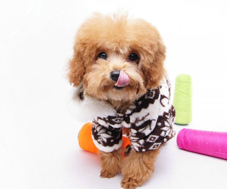 安卓手机宠物 狗 汪星人 泰迪犬高清壁纸