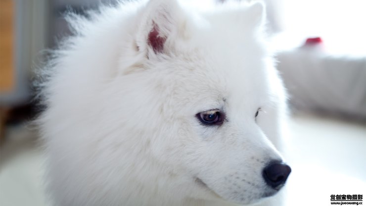 安卓手机宠物 狗 汪星人 萨摩犬高清壁纸