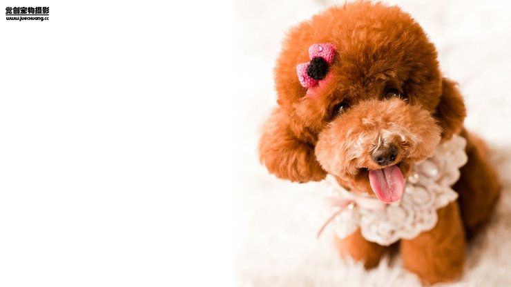 安卓手机宠物 狗 汪星人 泰迪犬高清壁纸