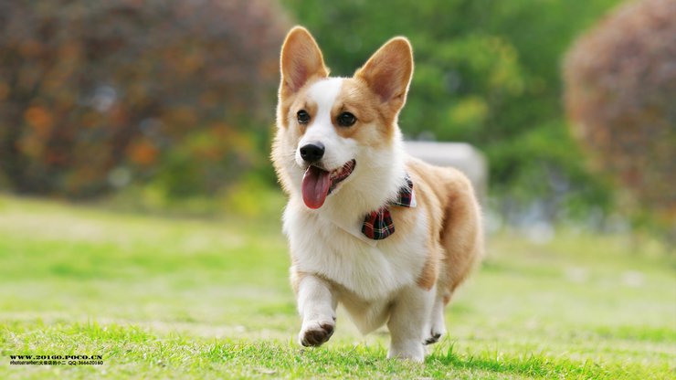 安卓手机宠物 狗 汪星人 柯基犬高清壁纸
