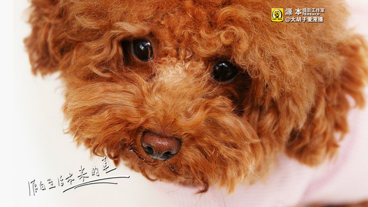 安卓手机宠物 狗 汪星人 泰迪犬高清壁纸