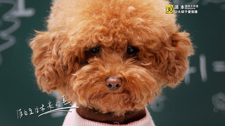 安卓手机宠物 狗 汪星人 泰迪犬高清壁纸