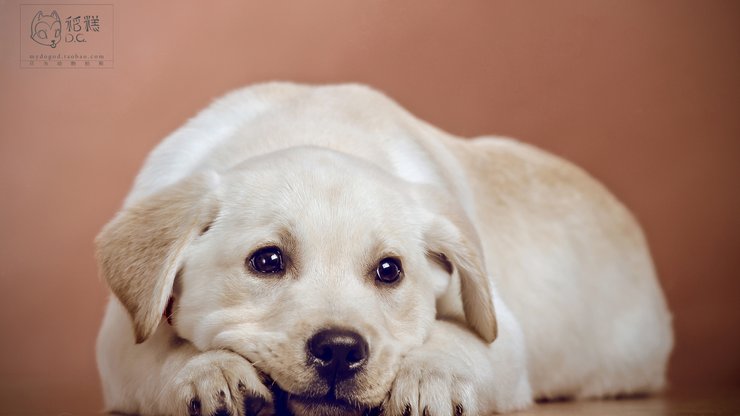 安卓手机宠物 狗 汪星人 拉不拉多犬高清壁纸