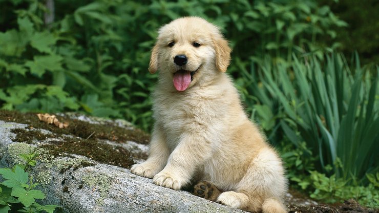 安卓手机宠物 狗 汪星人 金毛犬高清壁纸