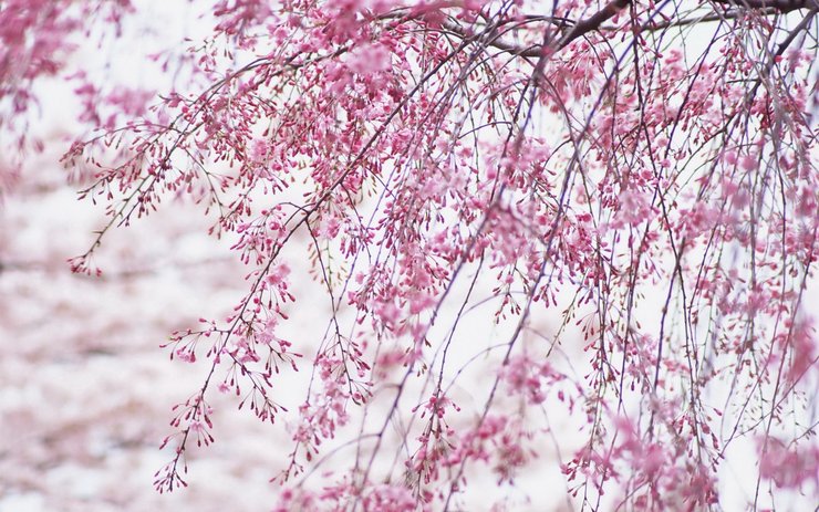 安卓手机小清新 鸟语花香 花卉高清壁纸