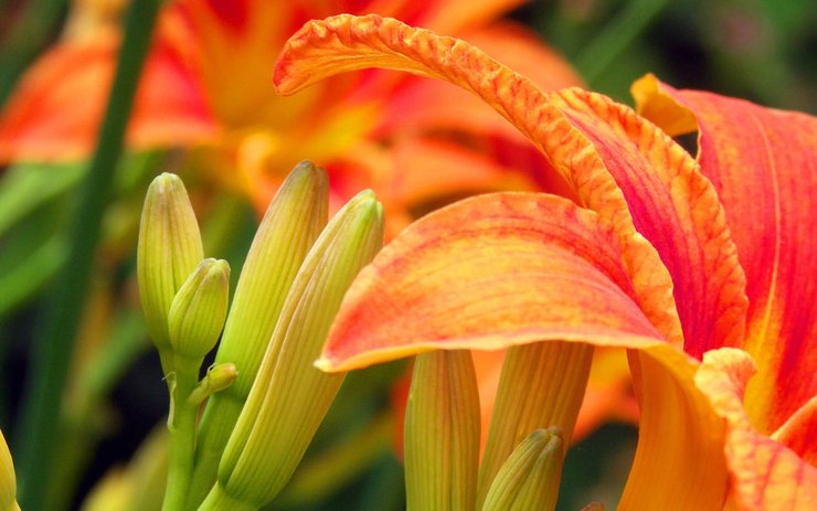 安卓手机小清新 静物写真 花瓣高清壁纸