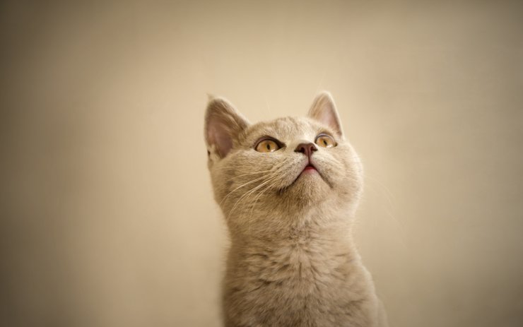 安卓手机萌宠 动物 可爱 萌物 宠物 喵星人 猫 儿童桌面专用高清壁纸