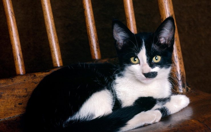 安卓手机喵星人 猫咪高清壁纸