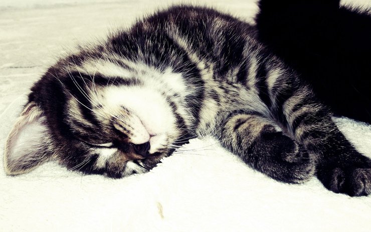 安卓手机萌宠 动物 可爱 萌物 宠物 喵星人 猫 睡觉中 儿童桌面专用高清壁纸