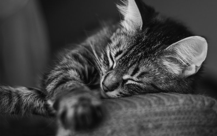 安卓手机萌宠 动物 可爱 萌物 宠物 喵星人 猫 睡觉中 儿童桌面专用高清壁纸