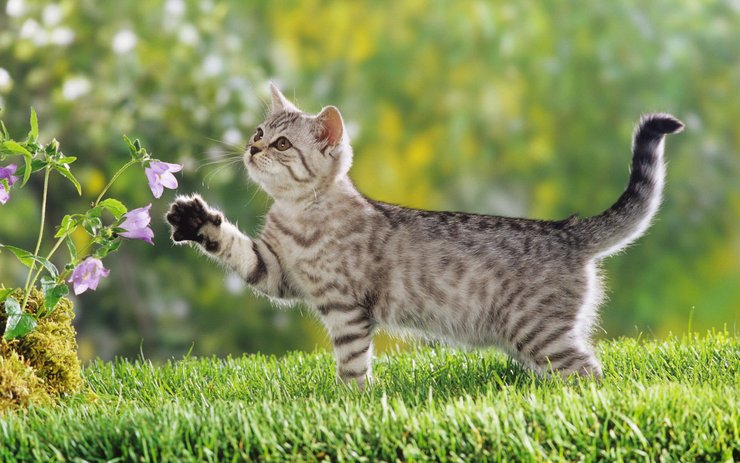 壁纸 动物 猫 猫咪 小猫 桌面 740_463