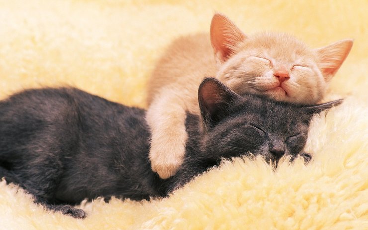 安卓手机萌宠 动物 可爱 萌物 宠物 喵星人 猫 睡觉中 搞笑图 卖萌图 儿童桌面专用高清壁纸