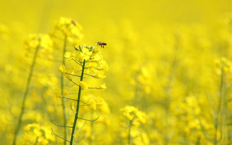安卓手机小清新 静物写真 植物 花卉 鸟语花香 儿童桌面专用 昆虫图 蜜蜂高清壁纸