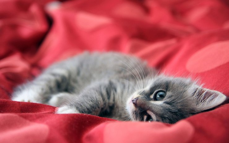 安卓手机萌宠 动物 可爱 萌物 宠物 喵星人 猫 古灵精怪 儿童桌面专用高清壁纸