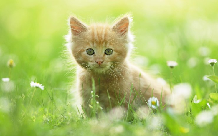 安卓手机萌宠 动物 可爱 萌物 宠物 喵星人 猫 古灵精怪 儿童桌面专用高清壁纸