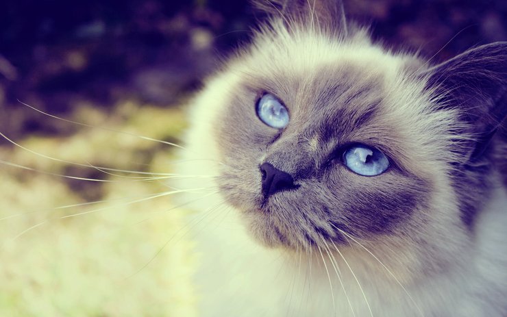 壁纸 动物 猫 猫咪 小猫 桌面 740_463