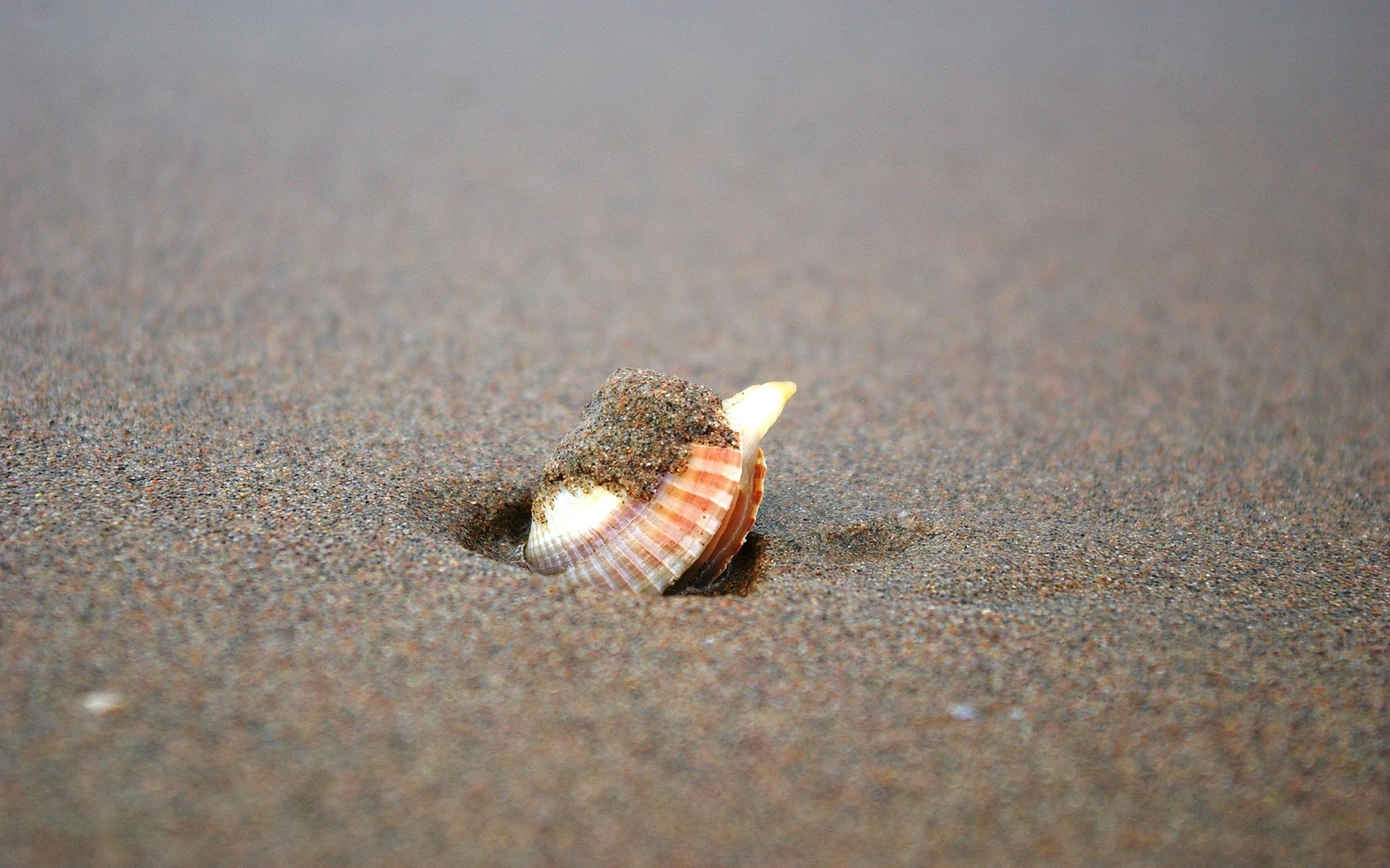 小清新,唯美,静物写真,物语,大海,海边,海螺,沙滩,贝壳