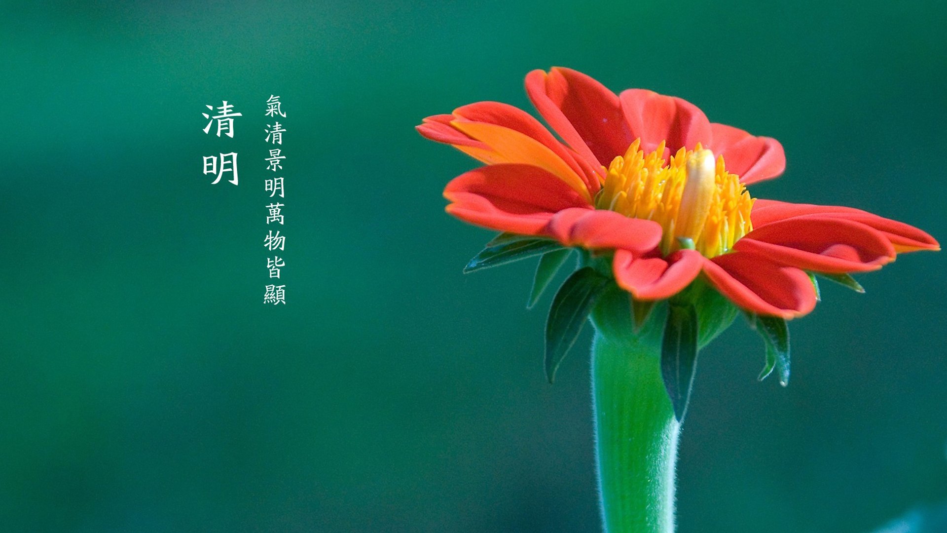 清明节,鲜花,节日美图