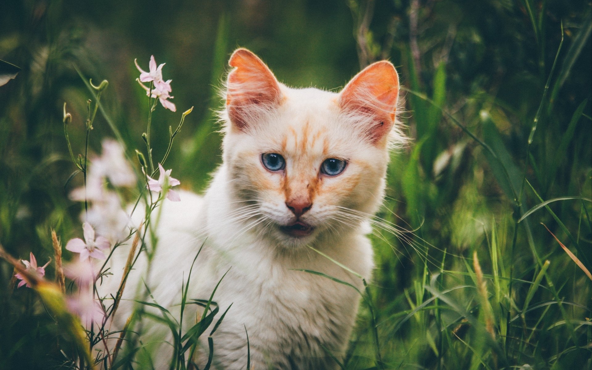 喵星人,可爱软萌小猫咪,萌宠动物