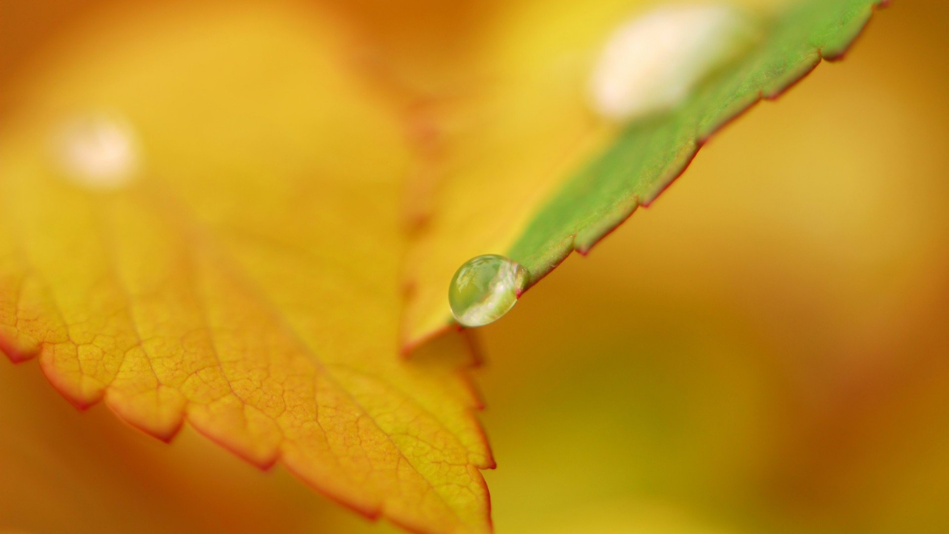 android安卓小清新 清新淡雅高清手机壁纸免费下载,安心市场-用安卓