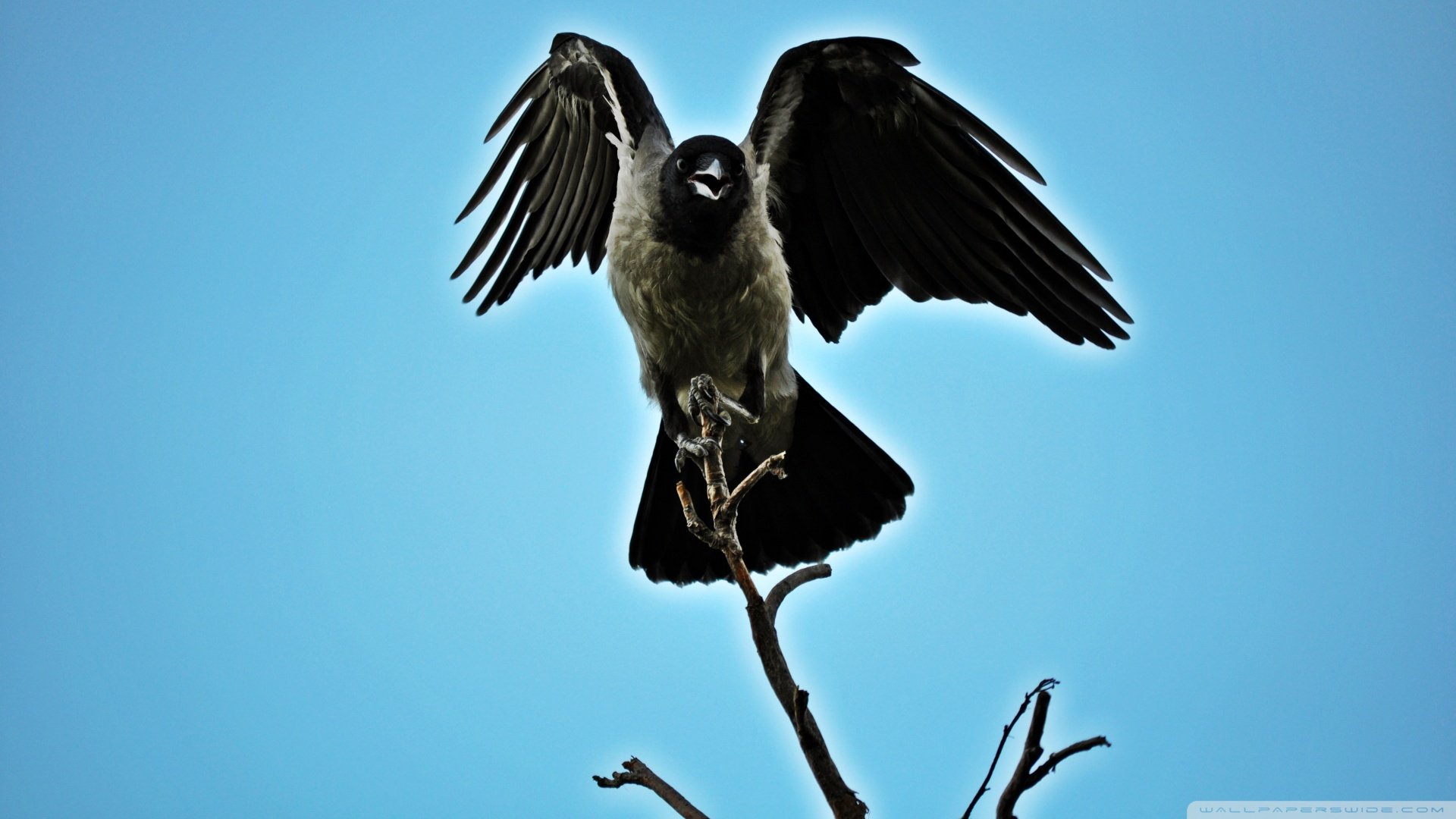 萌宠鹰野生动物 相关壁纸