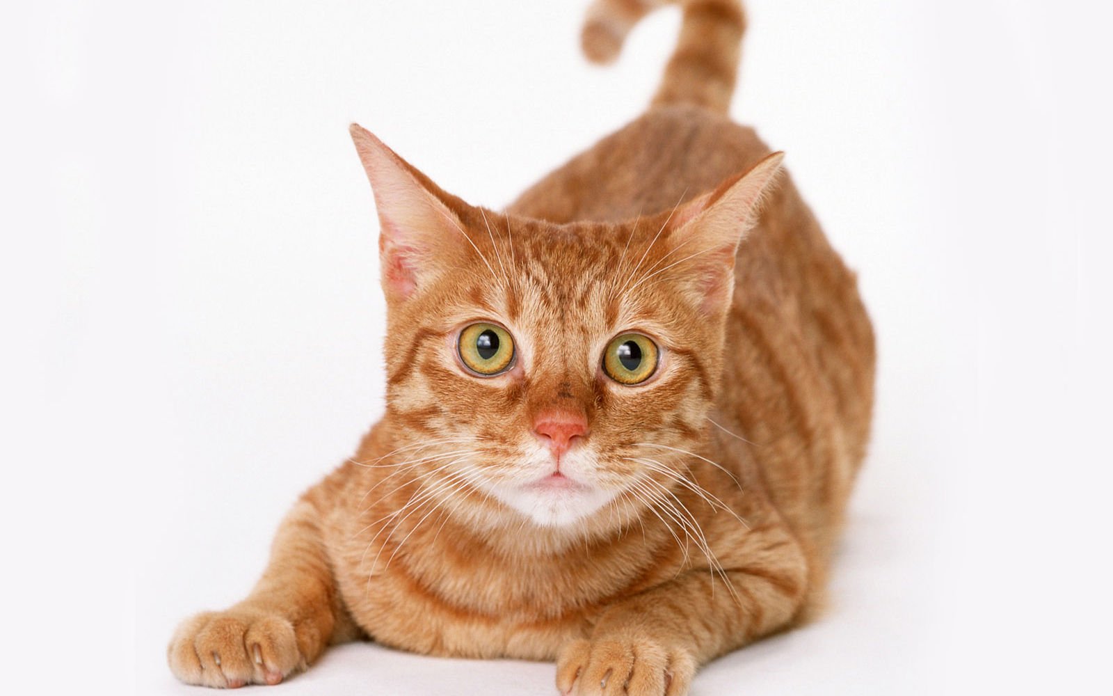 安卓手机高清壁纸