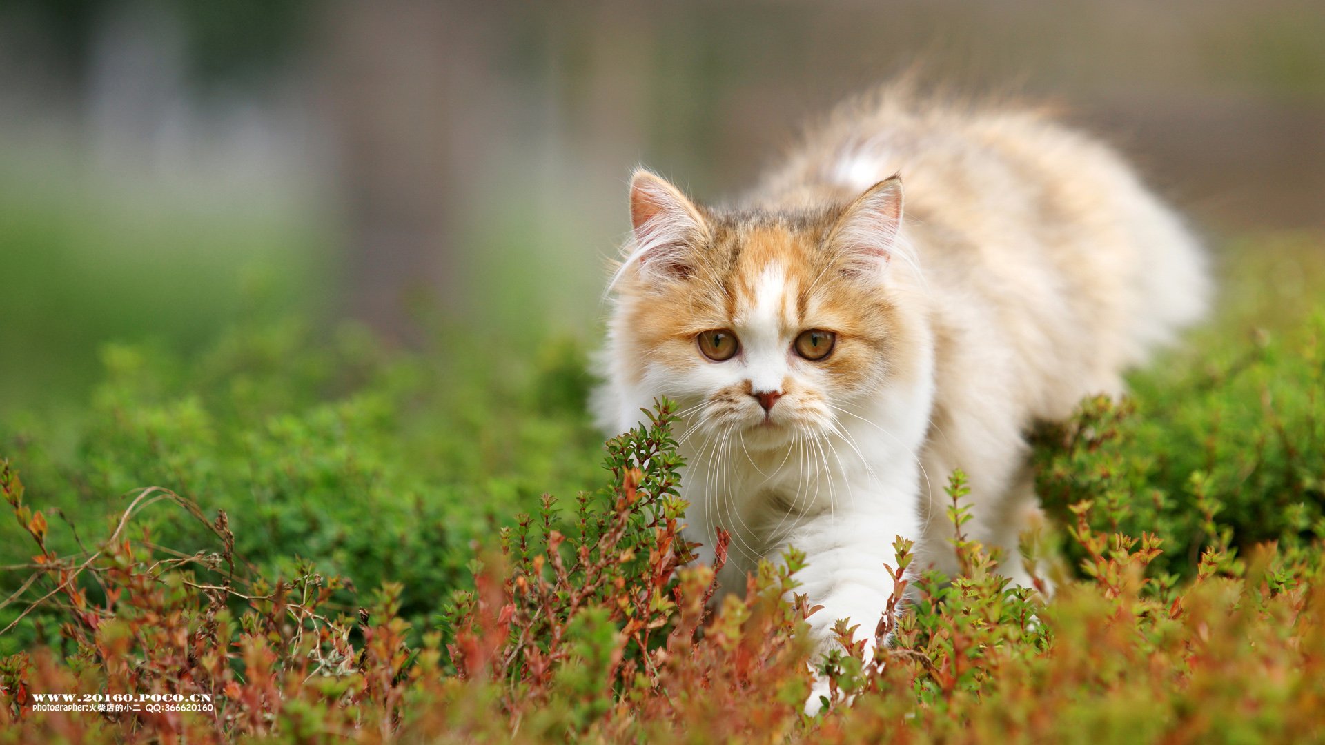 火柴摄影 猫 喵星人 卖萌 可爱高清手机壁纸免费下载,安心市场-用安卓