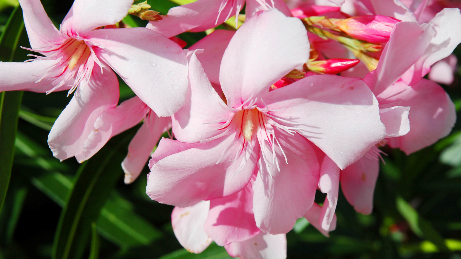 安卓(android)小清新 清新淡雅高清手机壁纸免费下载,安心市场-用安卓